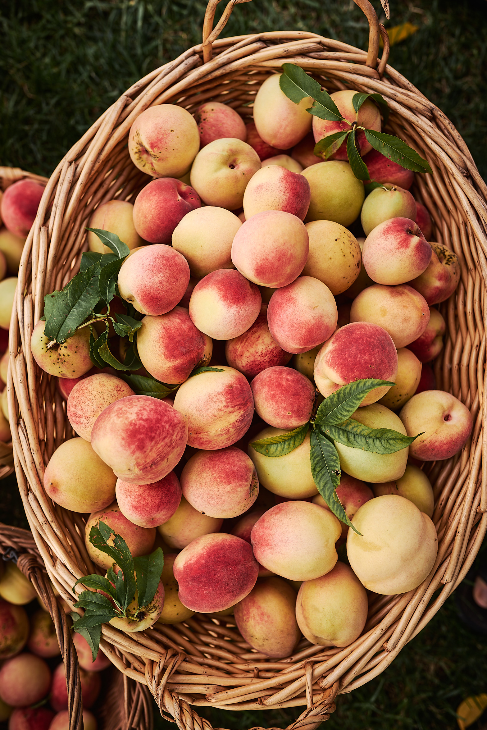 Organic peach fruit